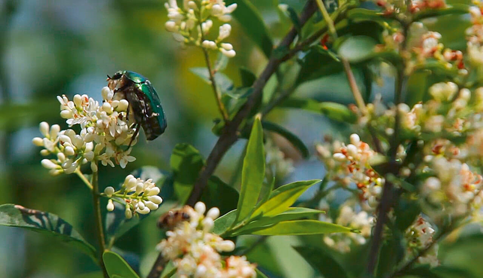 creer-une-haie-ecologique-paysagere-en-trois-etapes-cles-attire-les-insectes