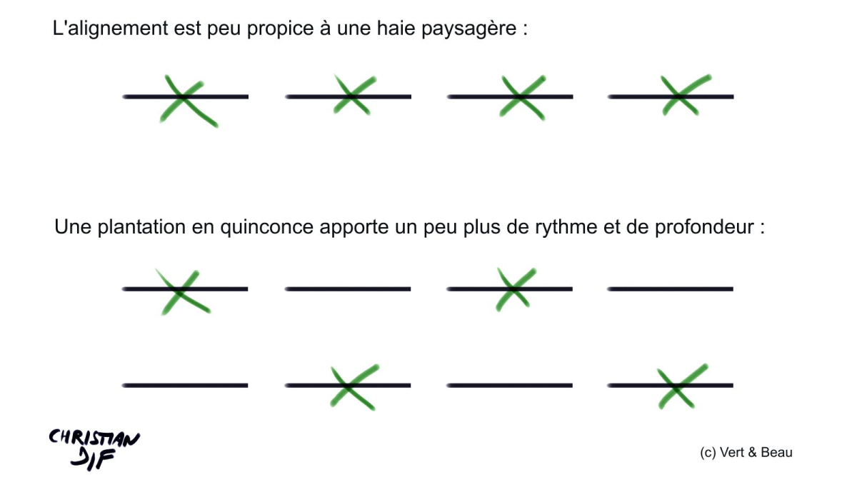 creer-une-haie-ecologique-paysagere-en-trois-etapes-cles-faire-un-quinconce