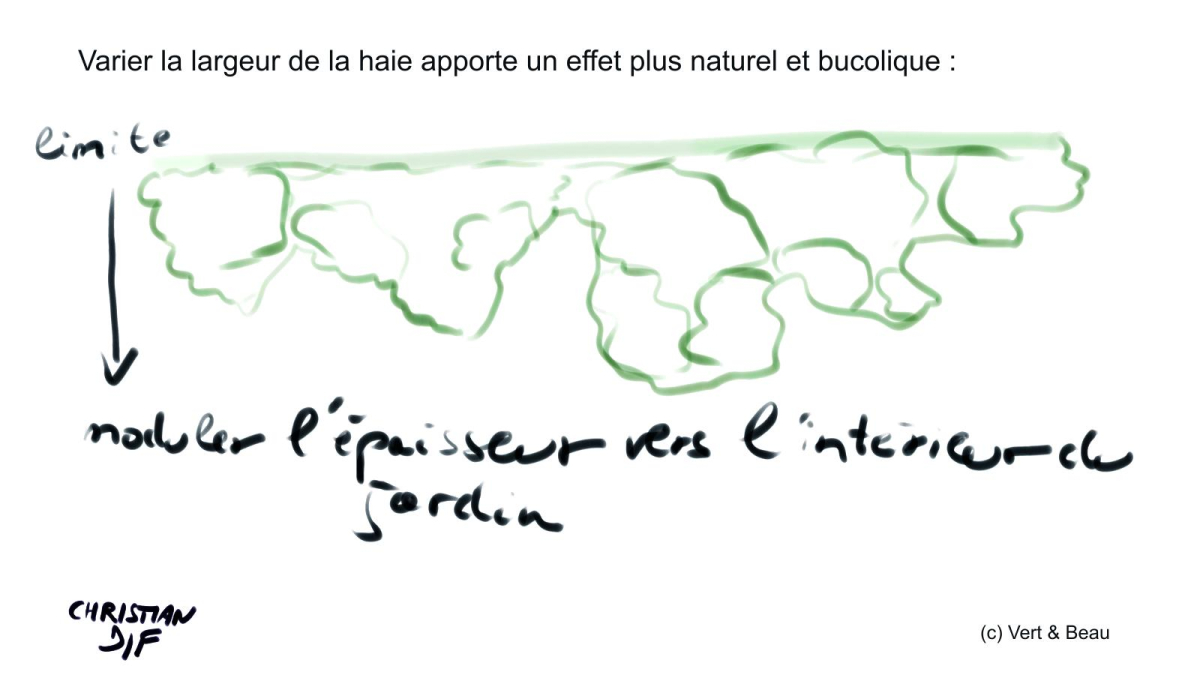 creer-une-haie-ecologique-paysagere-en-trois-etapes-cles-varier-la-largeur