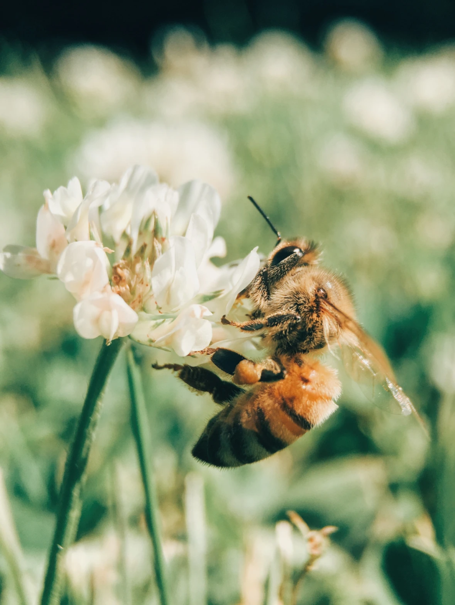 mauvaises-herbes-alliees-inattendues-pour-espaces-verts-fleuris-abeille-sur-trefle