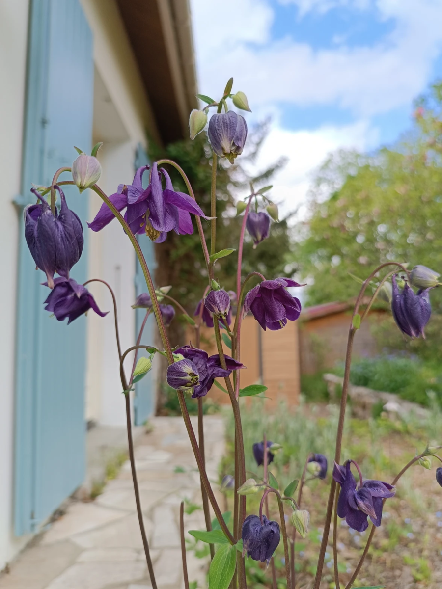 mauvaises-herbes-alliees-inattendues-pour-espaces-verts-fleuris-ancolie
