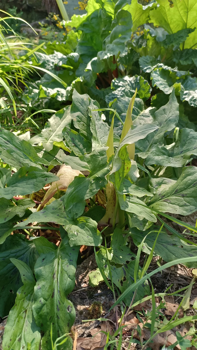 mauvaises-herbes-alliees-inattendues-pour-espaces-verts-fleuris-arum