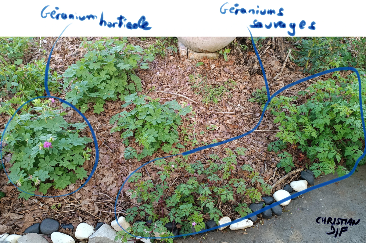 mauvaises-herbes-alliees-inattendues-pour-espaces-verts-fleuris-association-geraniums-horticoles-et-sauvages