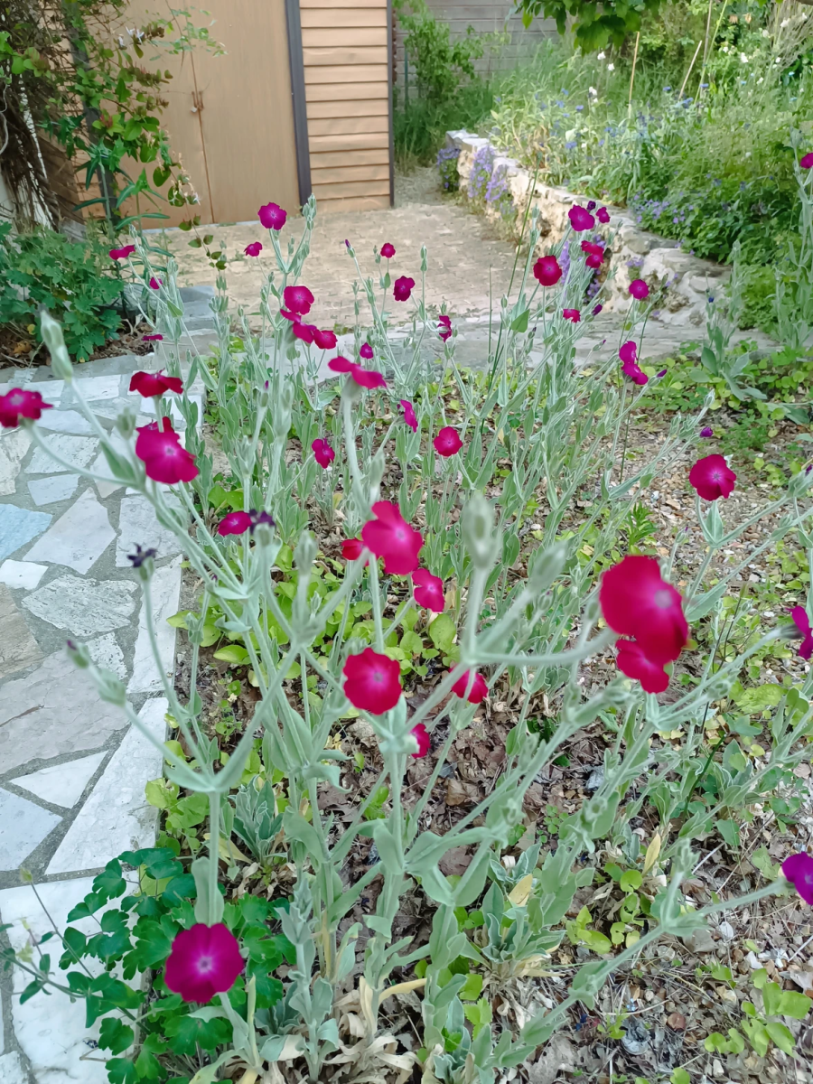 mauvaises-herbes-alliees-inattendues-pour-espaces-verts-fleuris-coquelourde