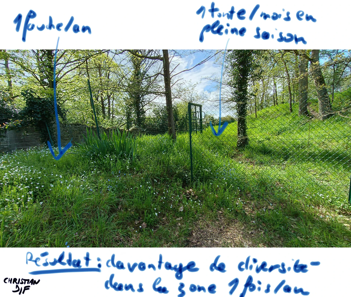 mauvaises-herbes-alliees-inattendues-pour-espaces-verts-fleuris-pratiquer-la-gestion-différenciée