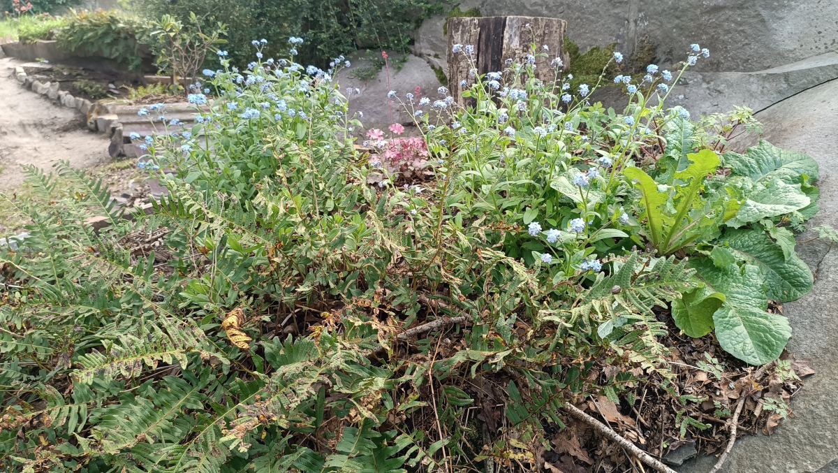 mauvaises-herbes-alliees-inattendues-pour-espaces-verts-fleuris-fougeres
