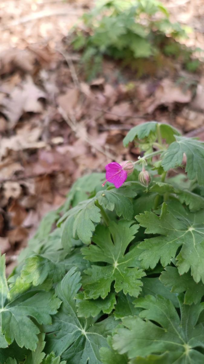 mauvaises-herbes-alliees-inattendues-pour-espaces-verts-fleuris-geranium-horticole