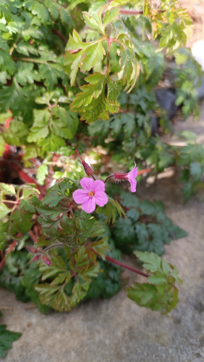 mauvaises-herbes-alliees-inattendues-pour-espaces-verts-fleuris-geranium-sauvage-mellifere