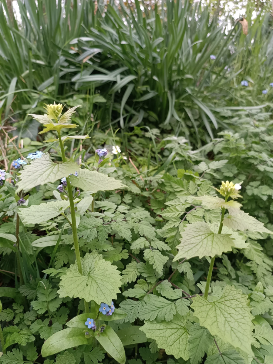 mauvaises-herbes-alliees-inattendues-pour-espaces-verts-fleuris-lamier-blanc