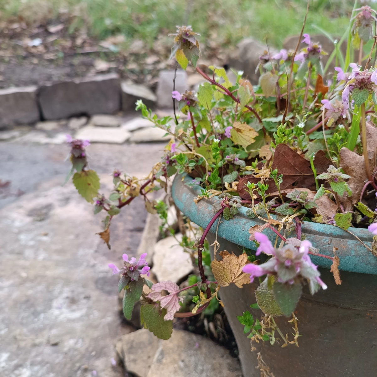mauvaises-herbes-alliees-inattendues-pour-espaces-verts-fleuris-lamier-pourpre