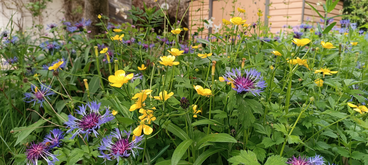 mauvaises-herbes-alliees-inattendues-pour-espaces-verts-fleuris-bouton-d-or