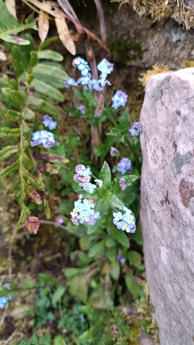 mauvaises-herbes-alliees-inattendues-pour-espaces-verts-fleuris-myosotis