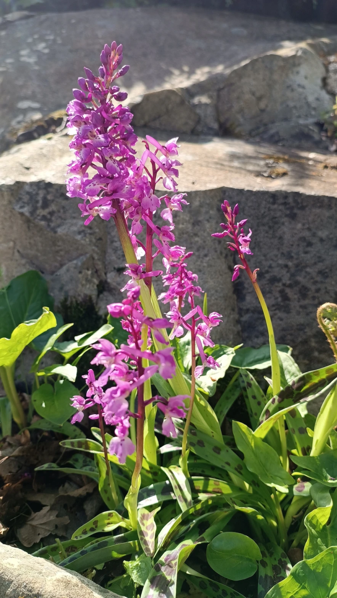 mauvaises-herbes-alliees-inattendues-pour-espaces-verts-fleuris-orchidee-francaise-orchis-male