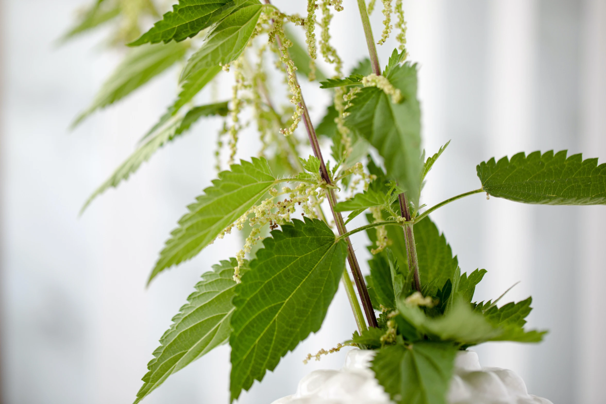 mauvaises-herbes-alliees-inattendues-pour-espaces-verts-fleuris-ortie