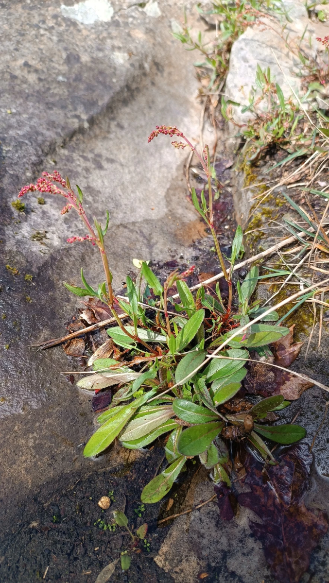 mauvaises-herbes-alliees-inattendues-pour-espaces-verts-fleuris-oseille-sauvage