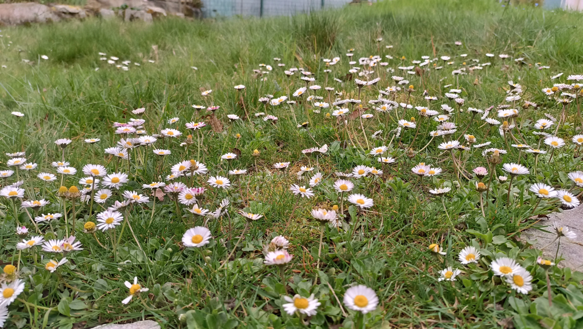 mauvaises-herbes-alliees-inattendues-pour-espaces-verts-fleuris-paquerettes-dans-la-pelouse