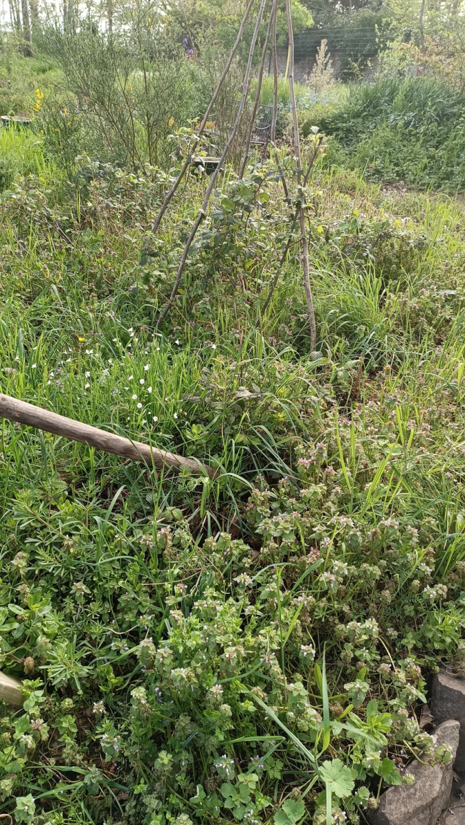 mauvaises-herbes-alliees-inattendues-pour-espaces-verts-fleuris-parterre-sauvage