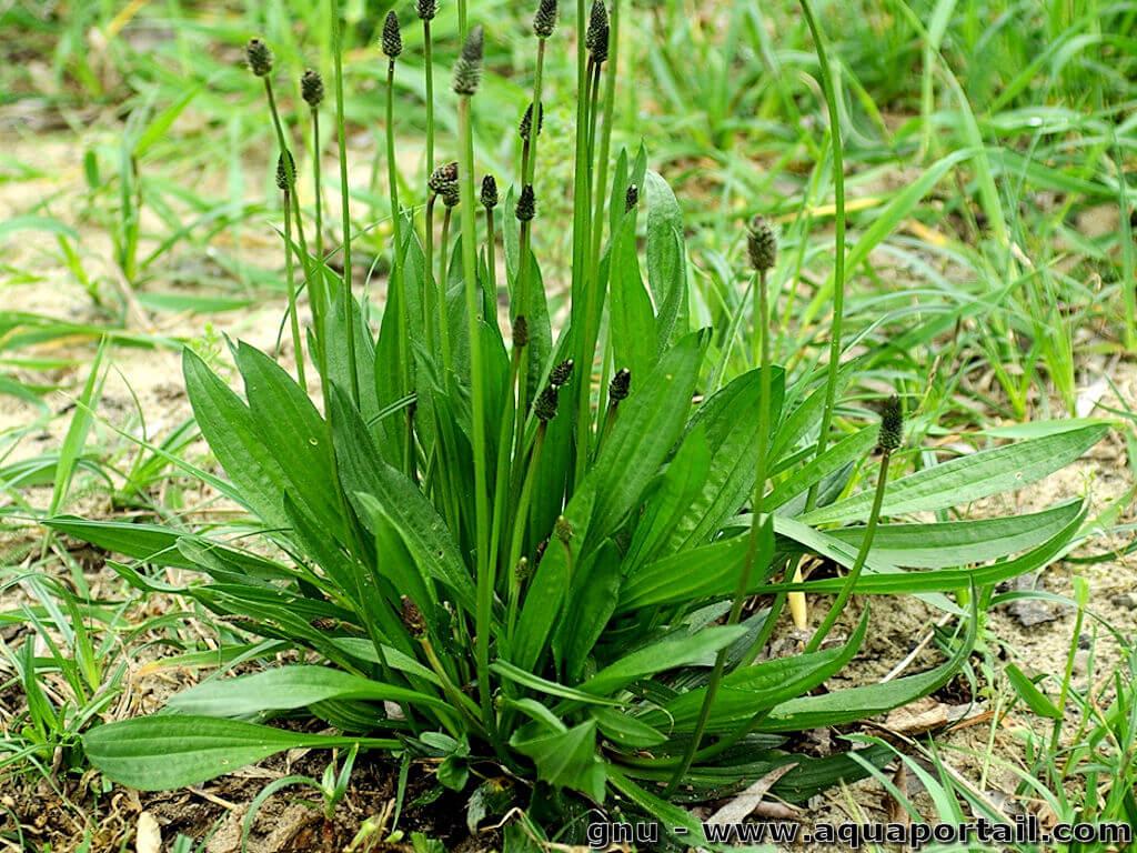 mauvaises-herbes-alliees-inattendues-pour-espaces-verts-fleuris-plantain-lanceole