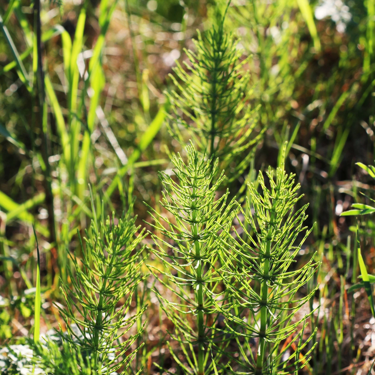 mauvaises-herbes-alliees-inattendues-pour-espaces-verts-fleuris-prele