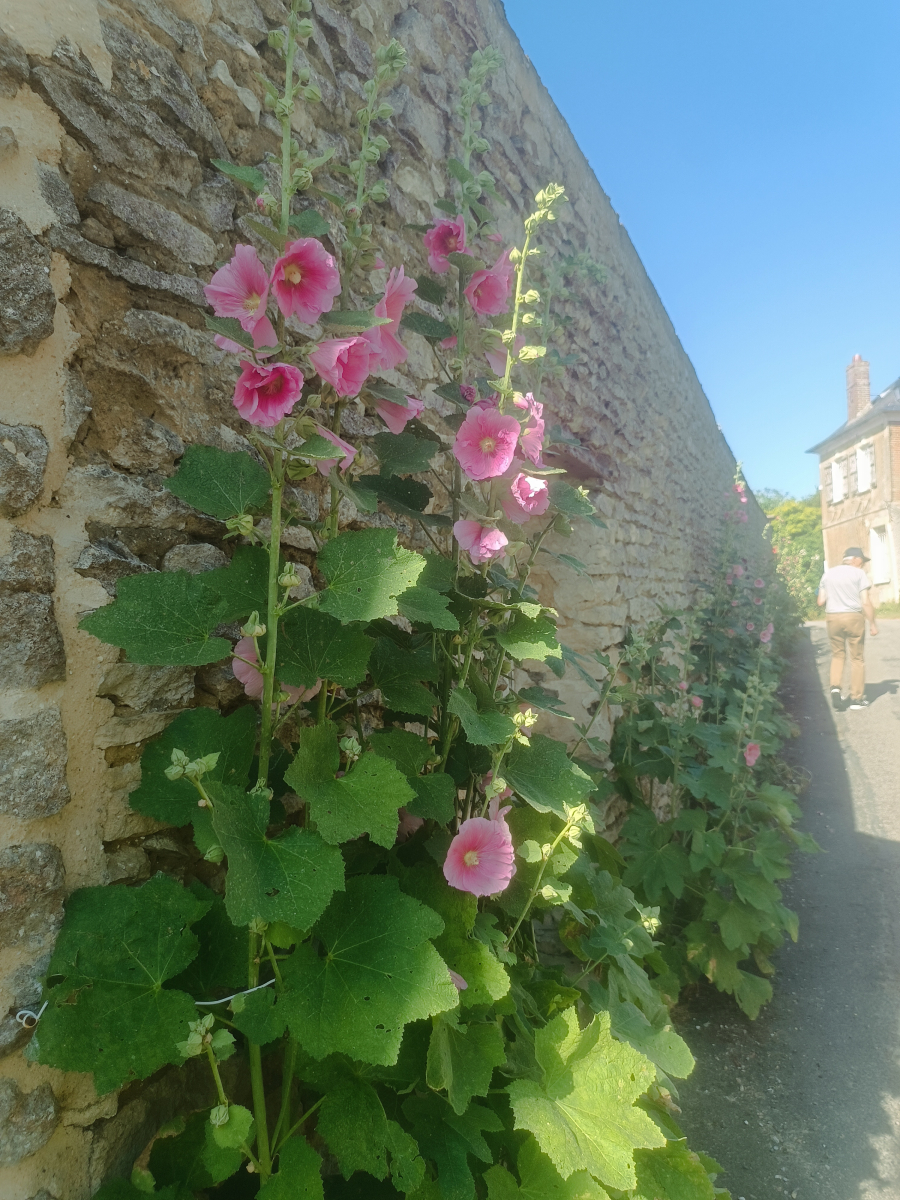 mauvaises-herbes-alliees-inattendues-pour-espaces-verts-fleuris-roses-tremieres