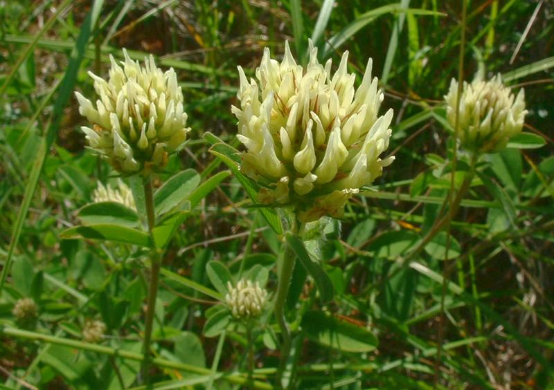 mauvaises-herbes-alliees-inattendues-pour-espaces-verts-fleuris-trefle-jaune-sol-tasse