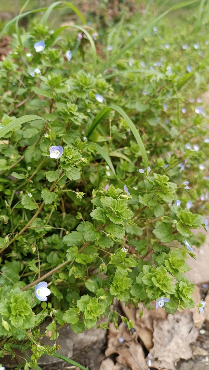 mauvaises-herbes-alliees-inattendues-pour-espaces-verts-fleuris-veronique