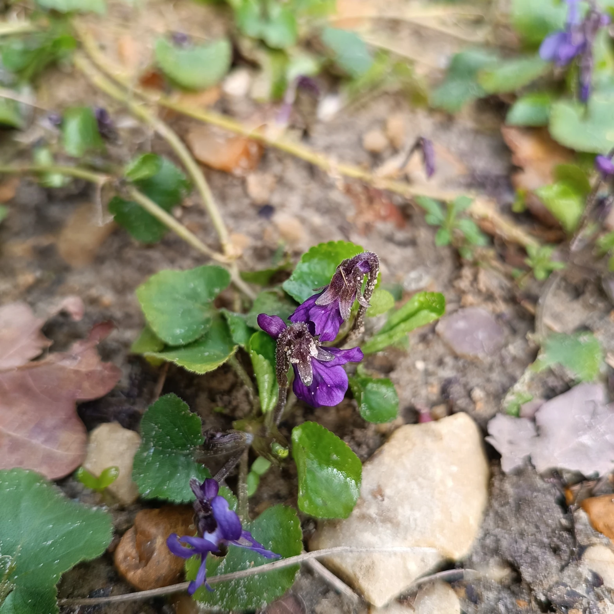 mauvaises-herbes-alliees-inattendues-pour-espaces-verts-fleuris-violette