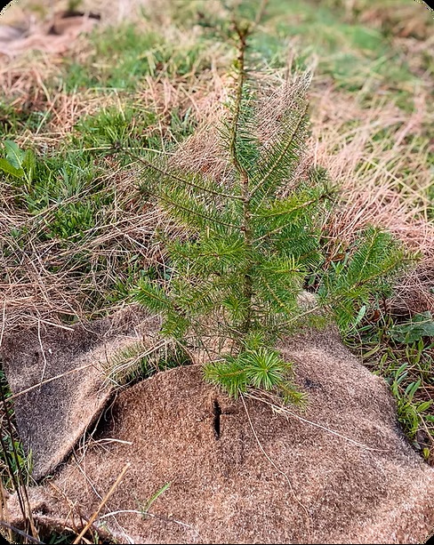 paillage-ecologique-a-base-de-cheveux-recycles-une-avance-durable-dalle-au-pied-des-arbres