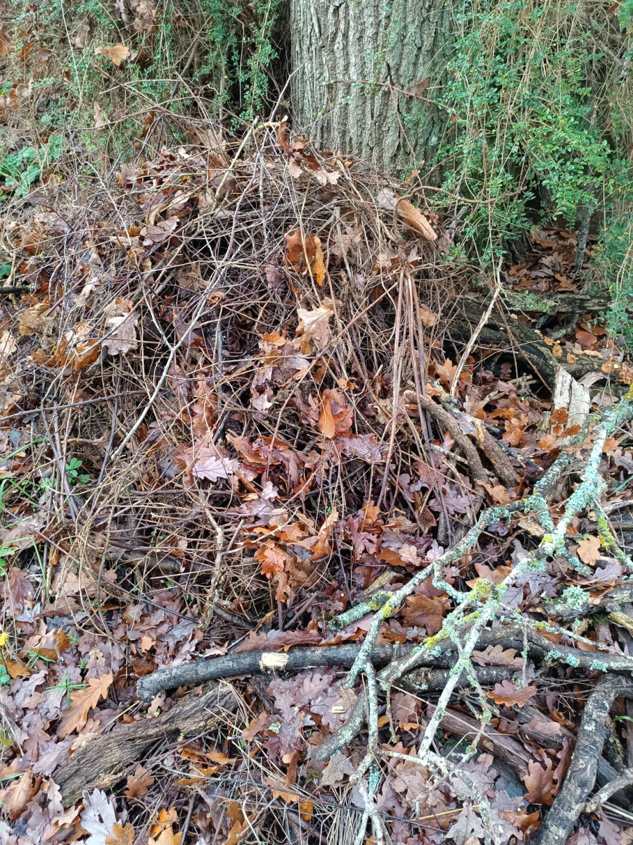 qu-est-ce-qu-un-jardin-ecologique-tas-de-bois