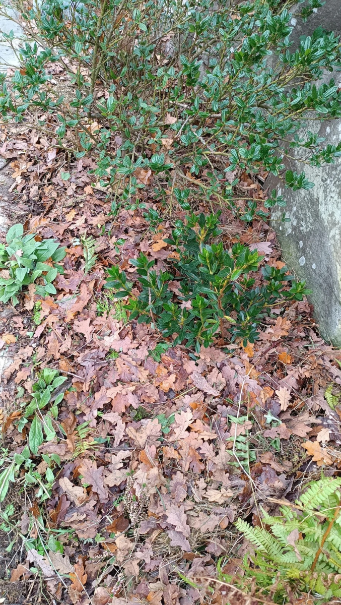 utilisation-ecologique-feuilles-mortes-a-Rambouillet-directement-dans-les-massifs.jpg