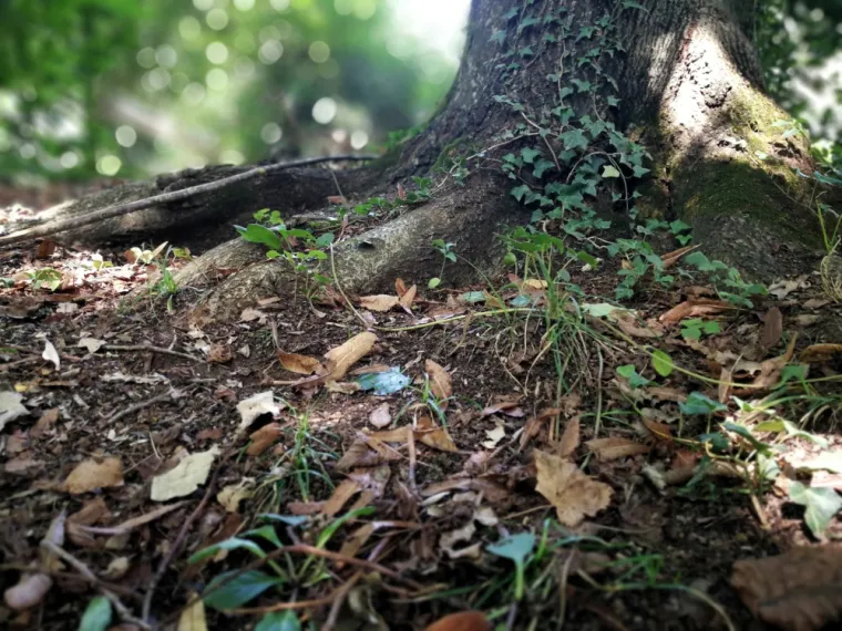 L'utilisation écologique des feuilles mortes à Rambouillet : une mine d'or pour le sol