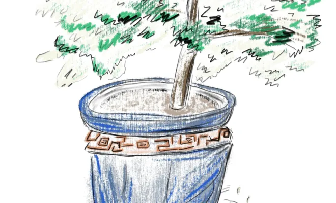 Architecte paysagiste, Rambouillet, Vert et Beau, pot et érable du Japon aux crayons de couleur