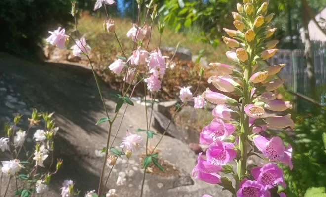  architecte-paysagiste-expert-coaching-jardin-comment-entretenir