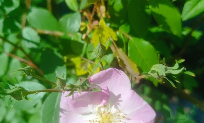  architecte-paysagiste-expert-coaching-jardin-identifier-les-plantes