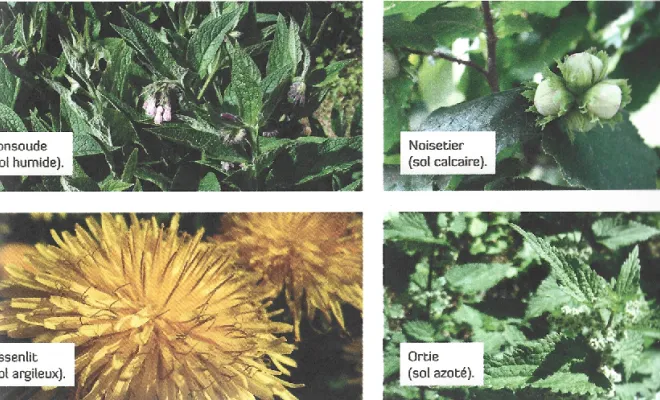  architecte-paysagiste-expert-coaching-jardin-reconnaitre-les-plantes-bio-indicatrices