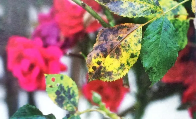  architecte-paysagiste-expert-coaching-jardin-soigner-les-plantes
