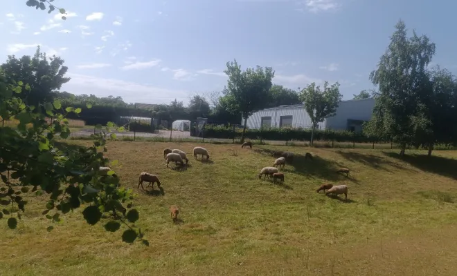 architecte-paysagiste-pour-collectivités-gestion-différenciée-moutons