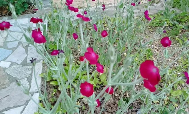 Jardin d'Eden - Conception et Réalisation, Rambouillet, Vert et Beau
