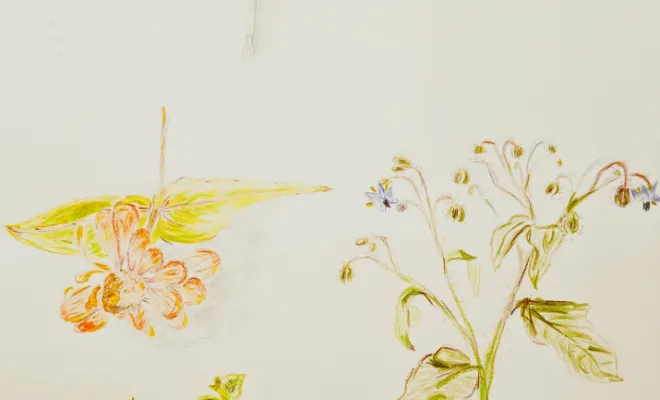 Album d'inspiration - Vert & Beau - architecte paysagiste - fleurs et feuillages crayonnés