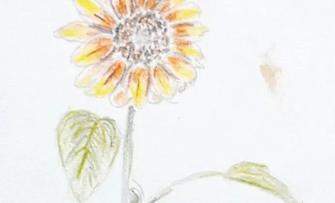 Album d'inspiration - Vert & Beau - architecte paysagiste - tournesol au crayon