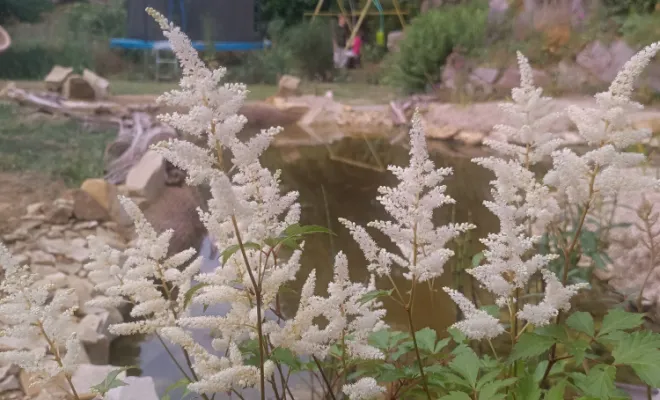 Jardin d'Eden - Conception et Réalisation, Rambouillet, Vert et Beau, astilbes