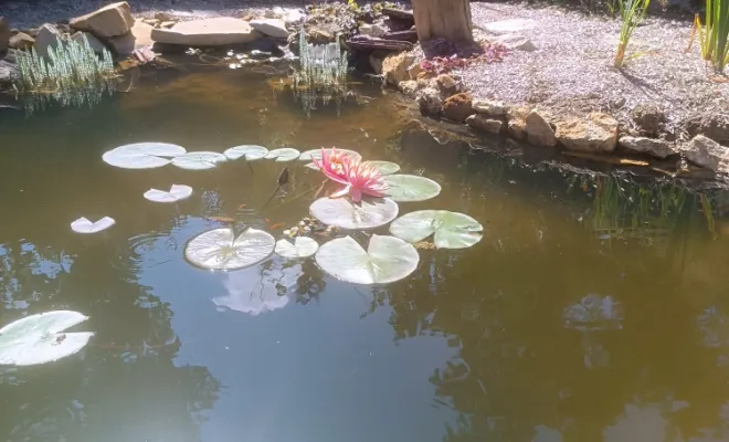 Jardin d'Eden - Conception et Réalisation, Rambouillet, Vert et Beau, mare naturelle, nénuphar